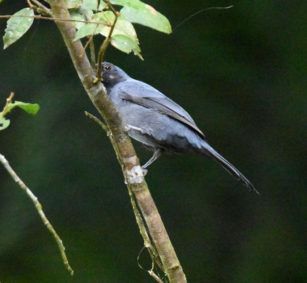 Slate-colored Grosbeak