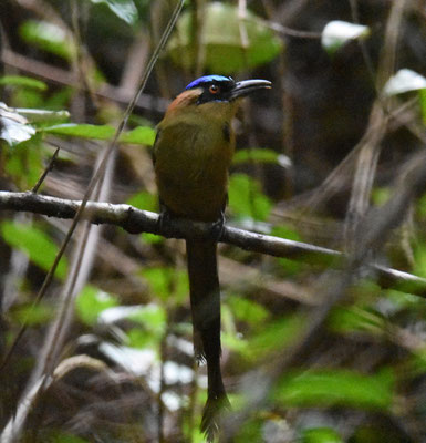 Amazonian Motmot