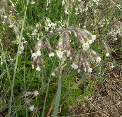 Nachtsilene