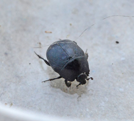 Hypocaccus rugiceps