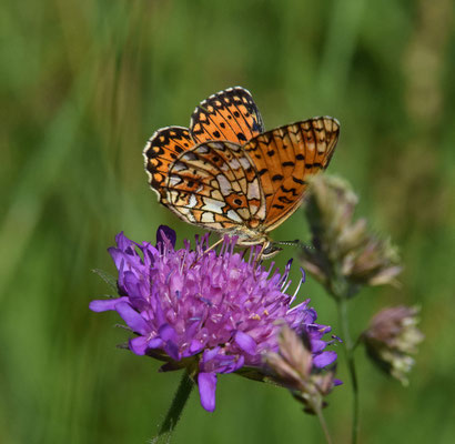 Zilveren maan (Boloria selene)