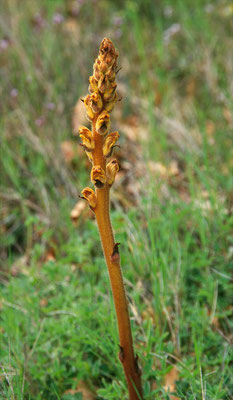 Orobanche reticulata - Distelbremraap