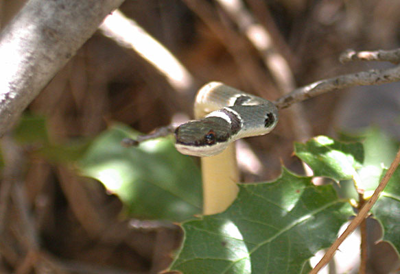 Platyceps rubripes