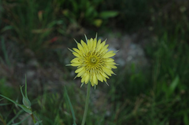 Tragopodon pratensis orientalis - Oosterse morgenster