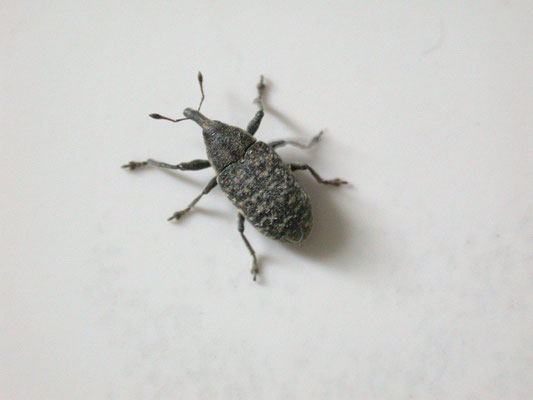Larinus planus - Wollige distelsnuitkever