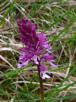 Orchis militaris - Soldaatje