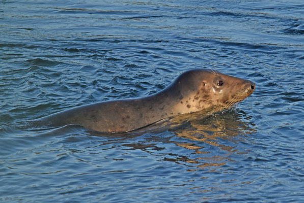 Grijze zeehond