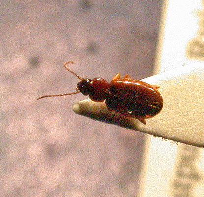 Trechus quadrifasciatus