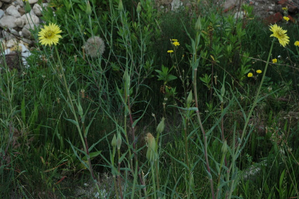 Tragopodon pratensis orientalis - Oosterse morgenster