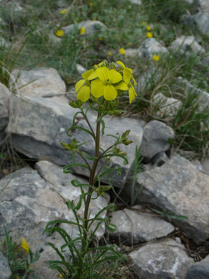 Barbarea verna - Vroeg barbarakruid