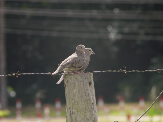 Common Ground Dove