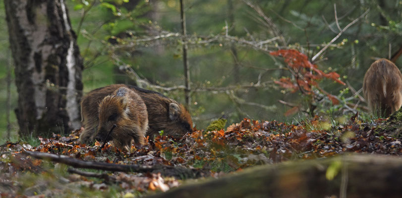 Wild zwijn