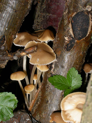 Psathyrella multipedata - Bundelfranjehoed