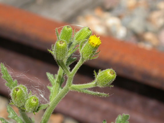 Senecio viscosus - Kleverig kruiskruid
