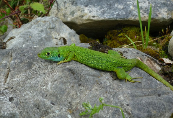 Lacerta bilineata