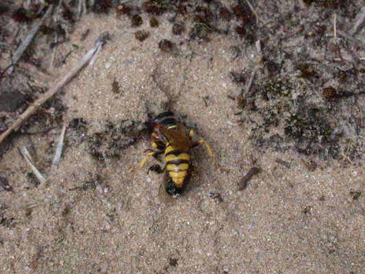 Philanthus triangulum - Bijenwolf