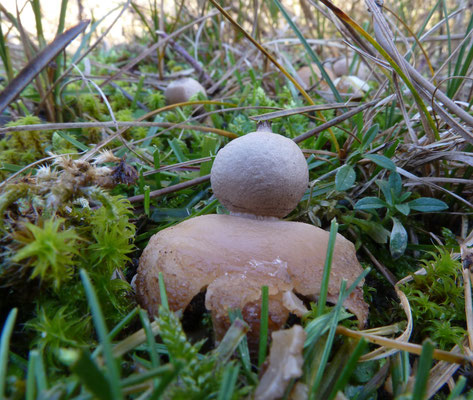 Geastrum saccatum-Viltige aardster