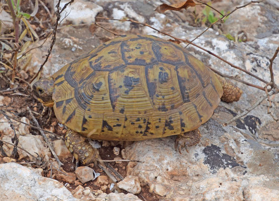 Moorse landschildpad