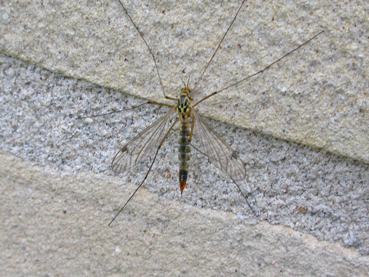 Nephrotoma guestfalica - Spoilertijger
