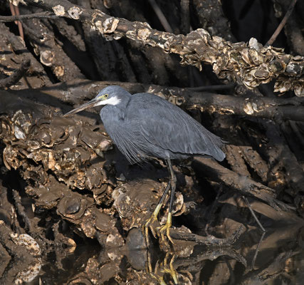 Egretta gularis - Western Reef-Egret
