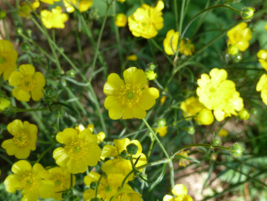 Ranunculus acris - Scherpe boterbloem