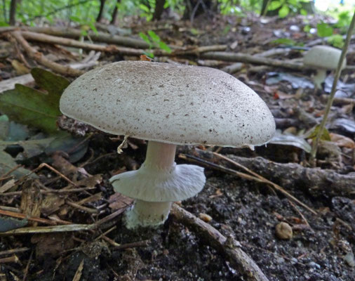 Agaricus phaeolepidotus - Hazelhoenchampignon