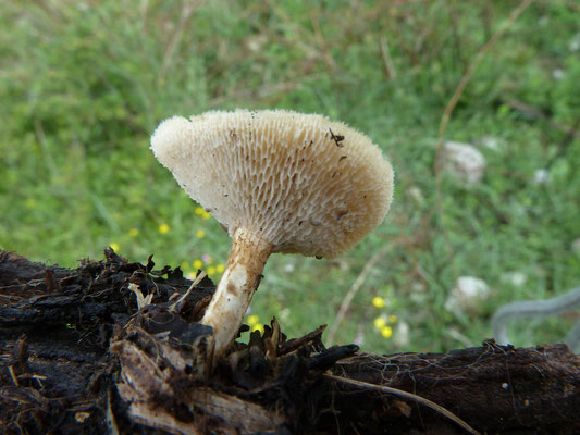 Polyporus arcularius - Grootporiehoutzwam