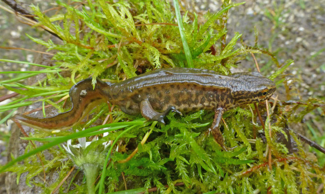 Lissotriton helveticus - Vinpootsalamander