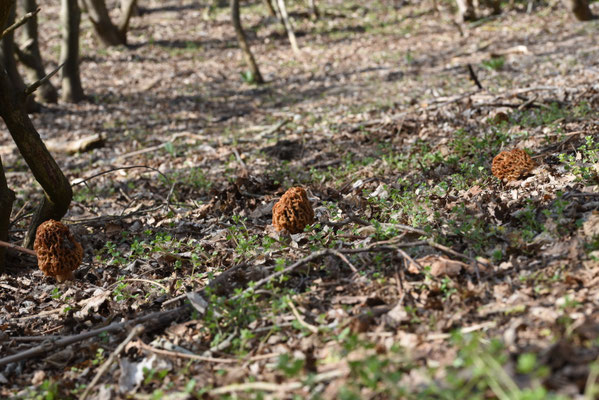 Morchella dunensis - Duinmorielje