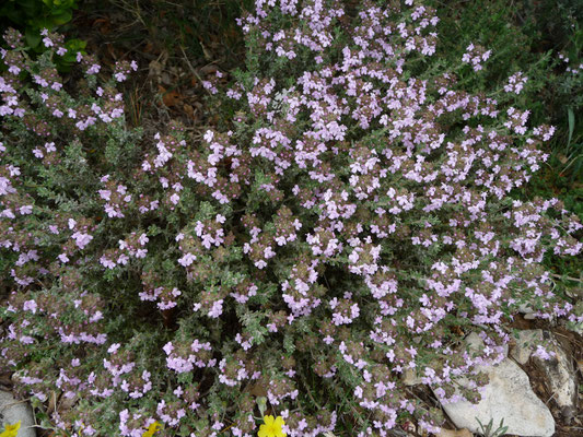 Thymus praecox