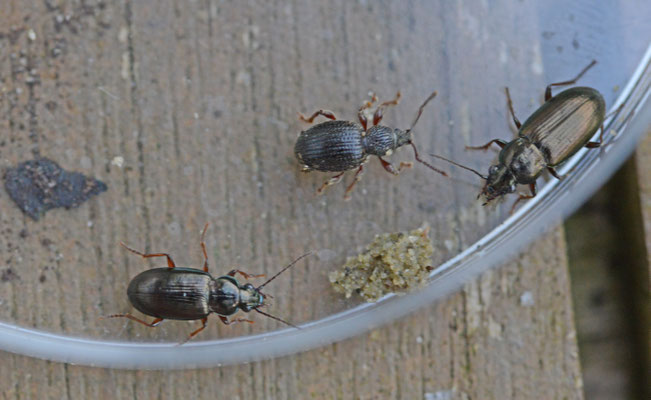 Pogonus chalceus - Gewone zoutloper en Pogonus littoralis - Strandzoutloper
