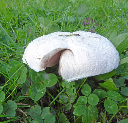Agaricus campester ss. lato - Weidechampignon