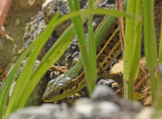 Taurische Muurhagedis