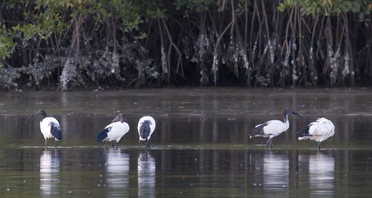 Threskiornis aethiopicus - Sacred Ibis
