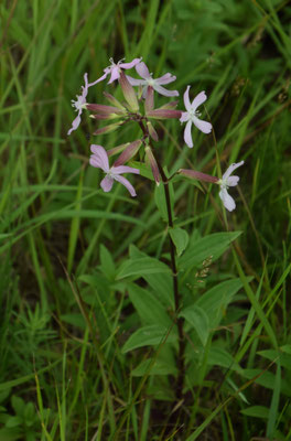 Zeepkruid