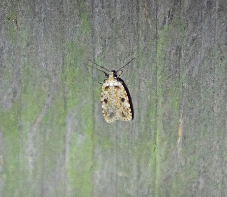 Agonopterix arenella - Bleke kaartmot