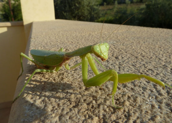 Mantis religiosa