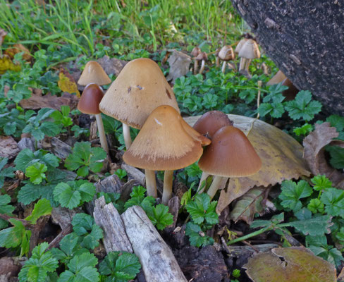 Psathyrella conopilus - Langsteelfranjehoed