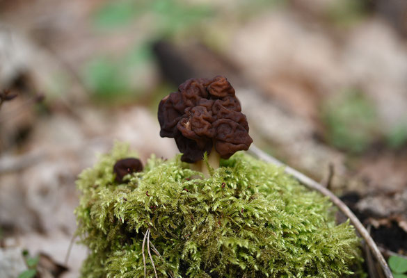 Gyromitra esculenta - Voorjaarskluifzwam