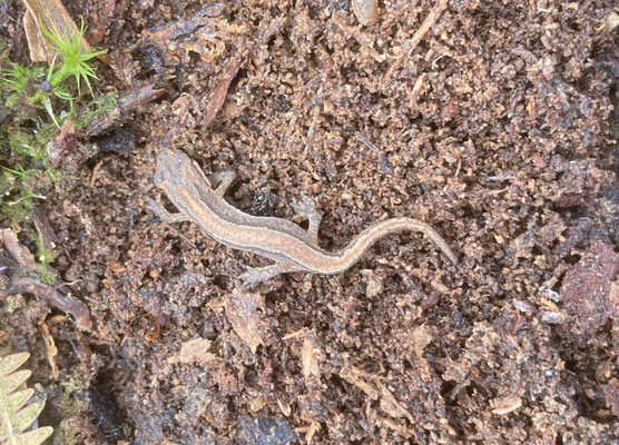 Kleine Watersalamander