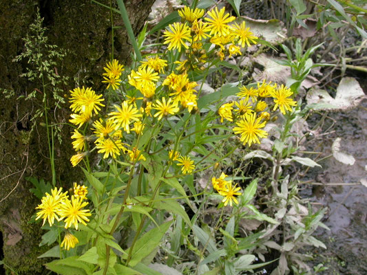 Sonchus palustris - Moerasmelkdistel