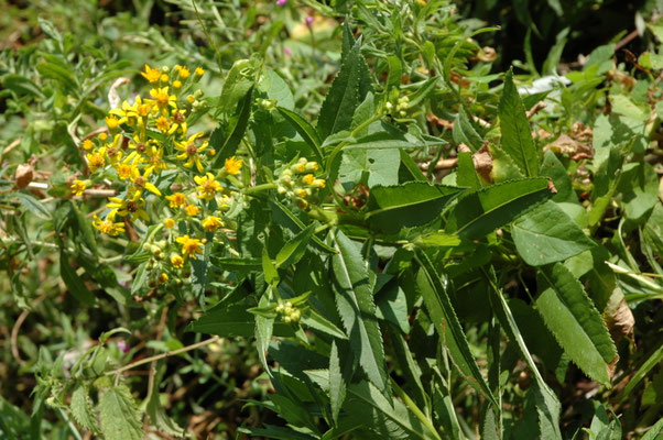 Senecio fluviatilis - Rivierkruiskruid