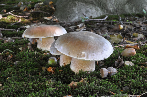 Boletus reticulatus - Vroeg eekhoorntjesbrood
