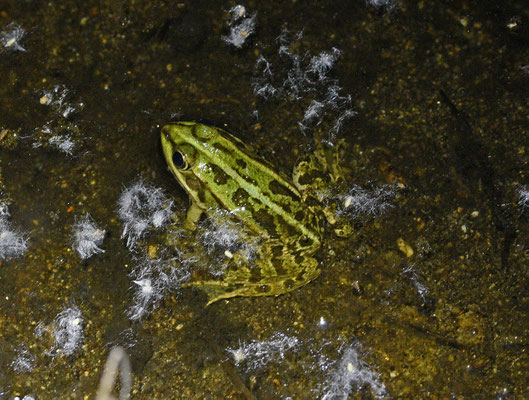 Pelophylax kurtmmuelleri