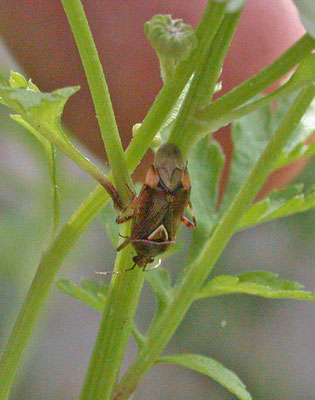 Lygus pratensis  - Weideschaduwwants