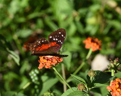 Anartia amathea