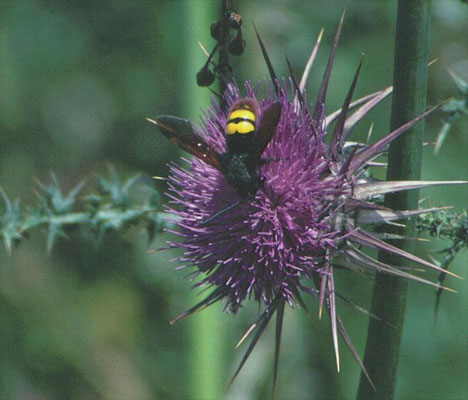 Scolia hirta - Geelstreepdolkwesp