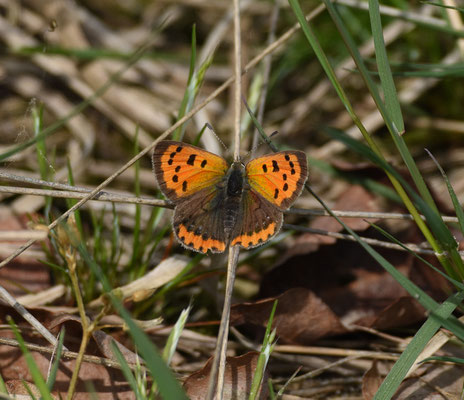 Kleine vuurvlinder