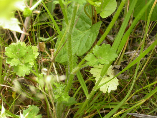 Ranunculus sardous - Behaarde boterbloem