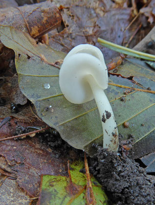 Helvella stevensii - Bleke zadelkluifzwam